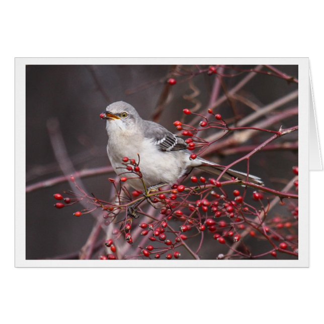 Mockingbird septentrional (Anverso (Horizontal))
