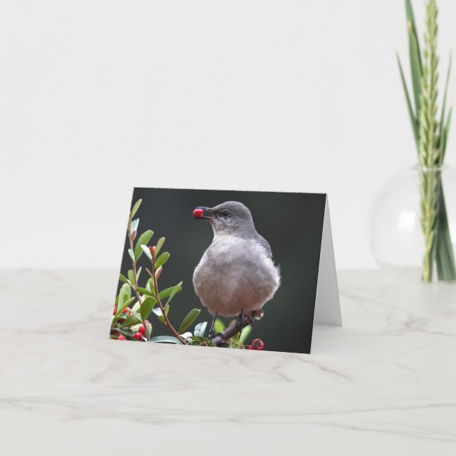 Mockingbird septentrional - Joe Sweeney - tarjeta (Anverso)