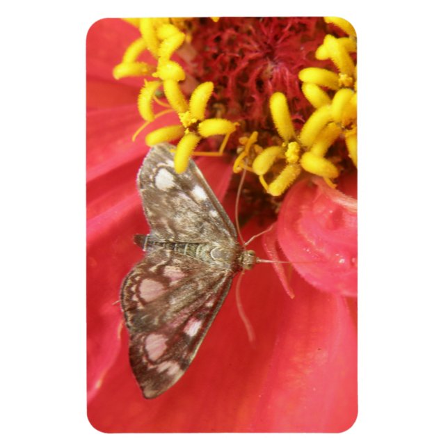 Moda de bonito en imán premium de flores rojas (Vertical)