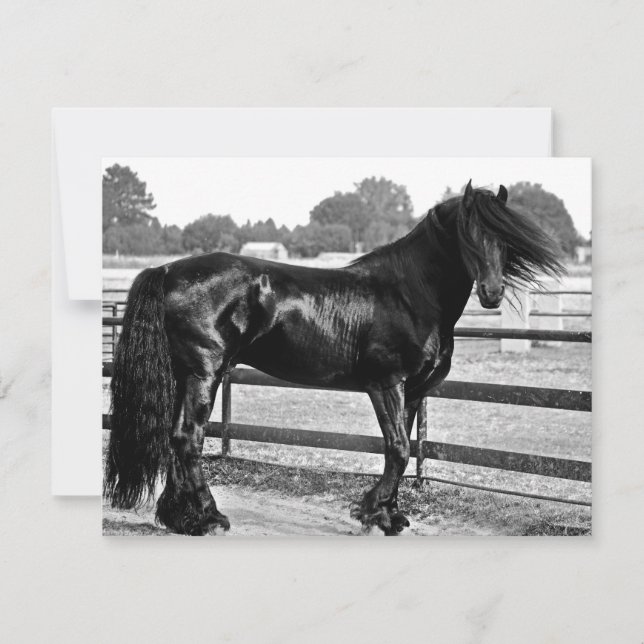 Modelación de caballos (Anverso)