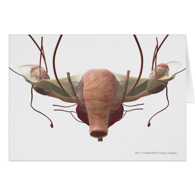 modelo 3d del sistema reproductivo femenino (Anverso (Horizontal))