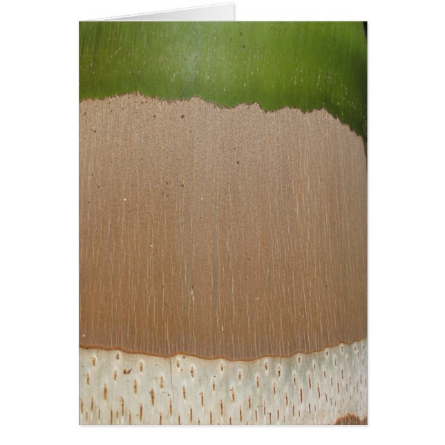 Modelo de la palma (Frente)