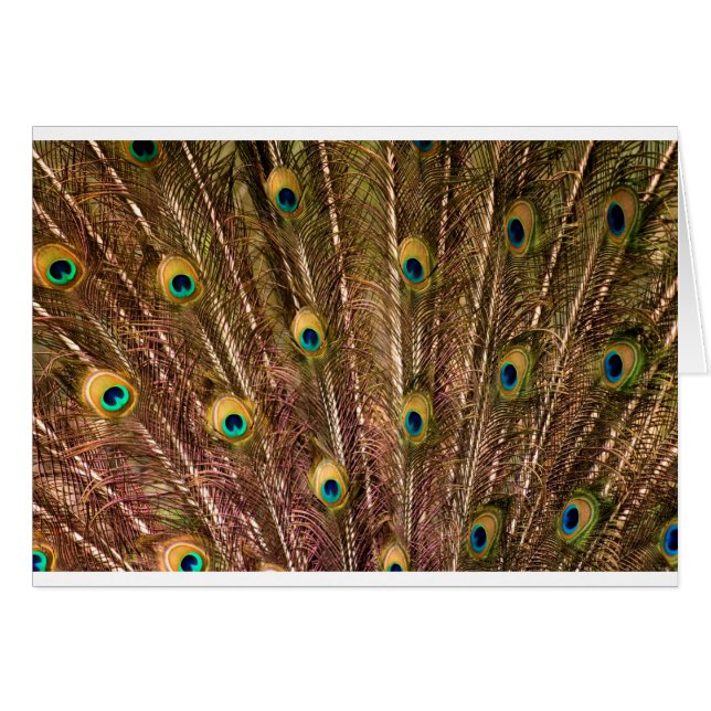 Modelo de la pluma del pavo real (Anverso (Horizontal))