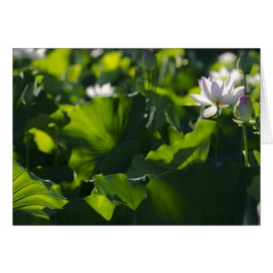 Modelos de la sombra