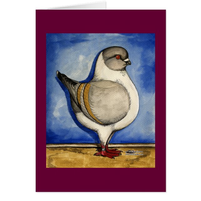 Modena Silver Gazzi Pigeon (Frente)