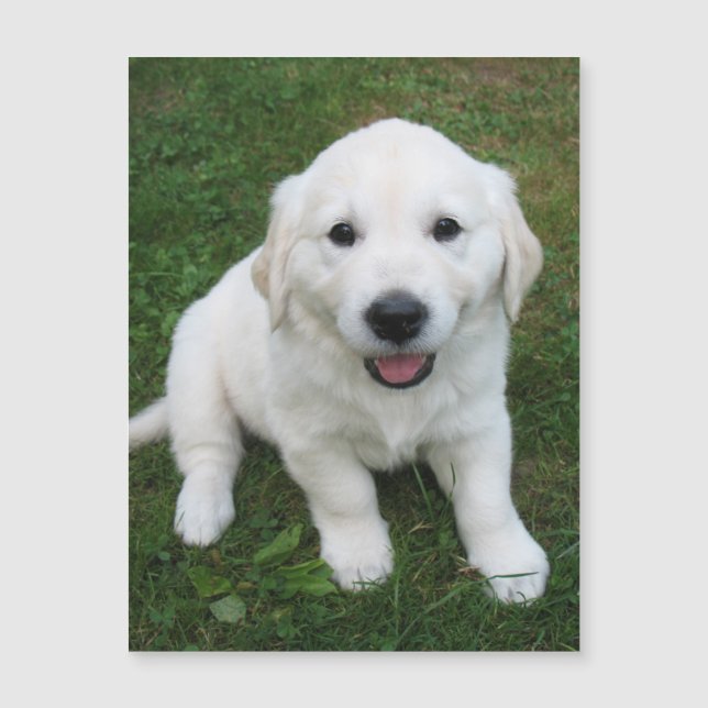 Moderno Personalizado simple Mascota Refridgerator (Anverso)