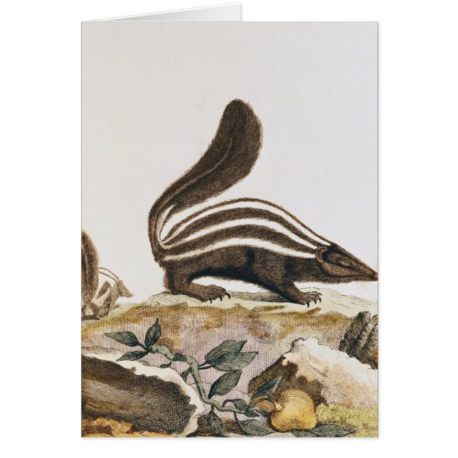 Mofeta, de "Histoire Naturelle" cerca (Frente)
