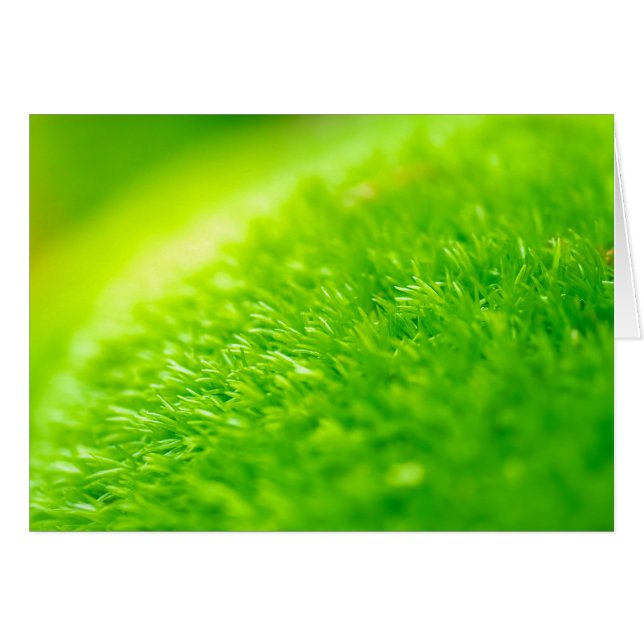 Moisés verde (Anverso (Horizontal))