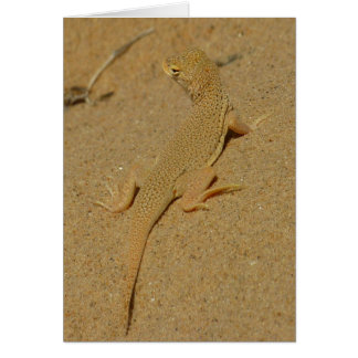Mojave Lizard