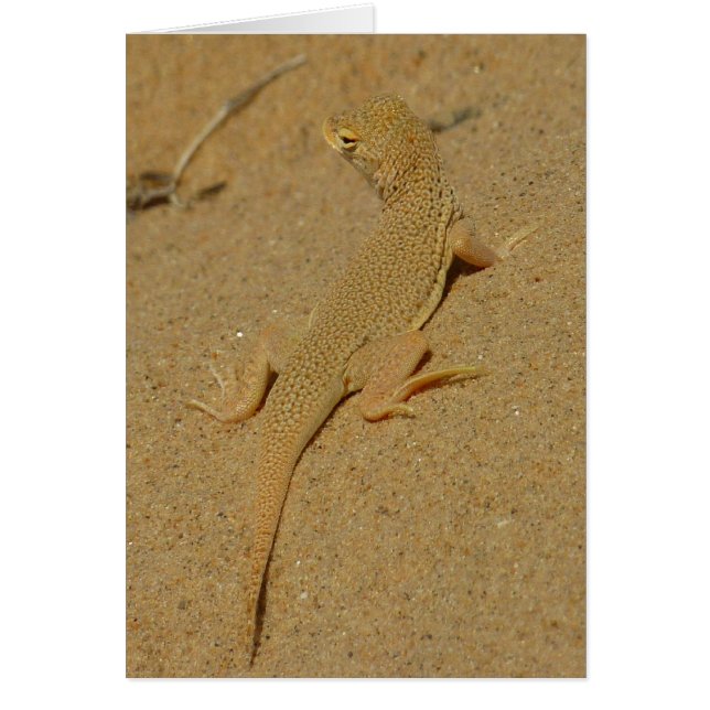 Mojave Lizard (Frente)