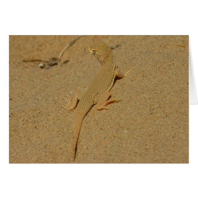 Mojave Lizard (Anverso (Horizontal))