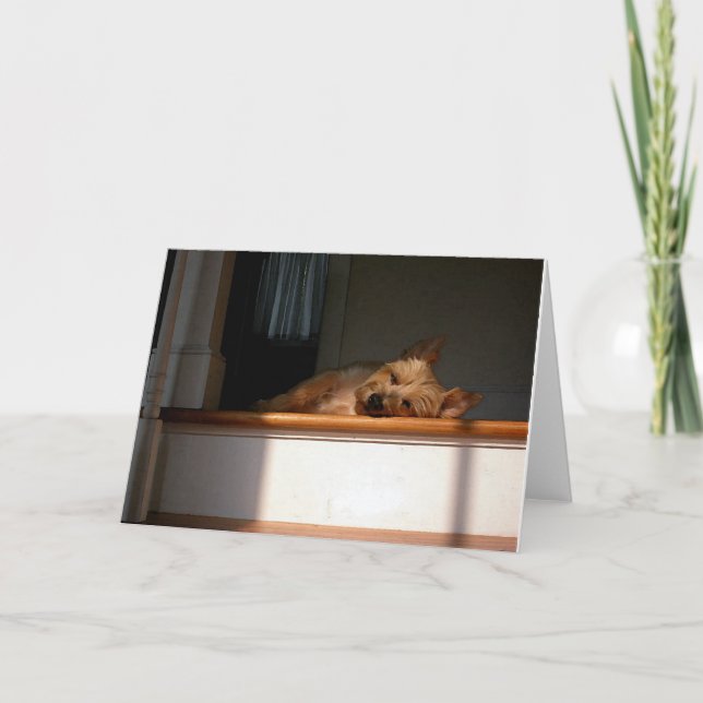 Mojón Terrier en tarjeta de felicitación en blanco (Anverso)