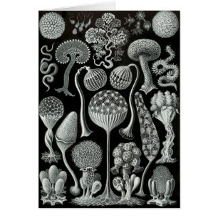 Moldes de limo