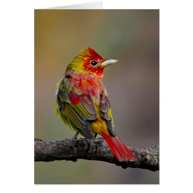 Moldura de Tanager de escarlata - Fotografía origi (Frente)