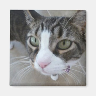 Molly te está observando el imán cuadrado Kitty