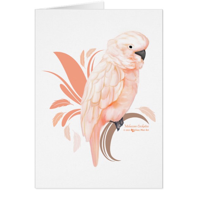 Moluccan Cockatoo (Frente)