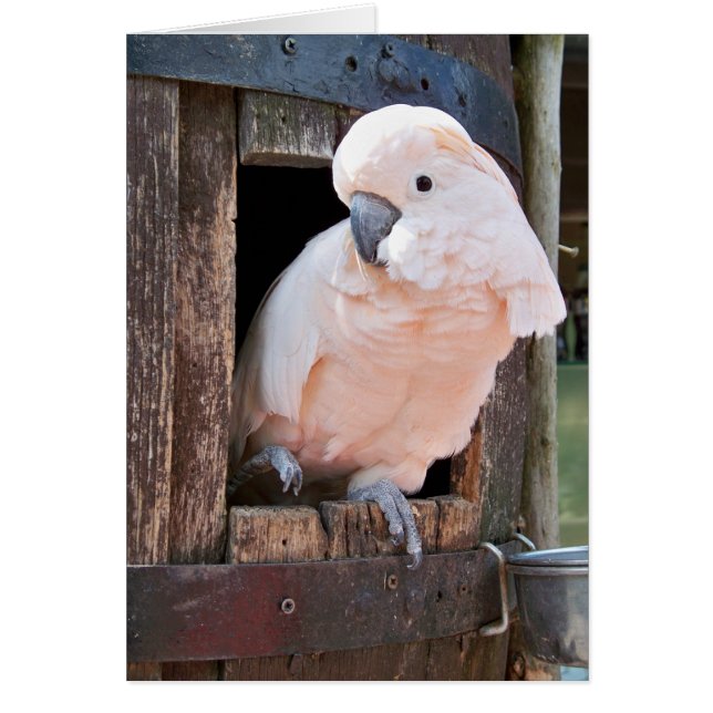 Moluccan Cockatoo (Frente)