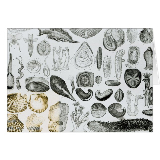 Moluscos (Anverso (Horizontal))