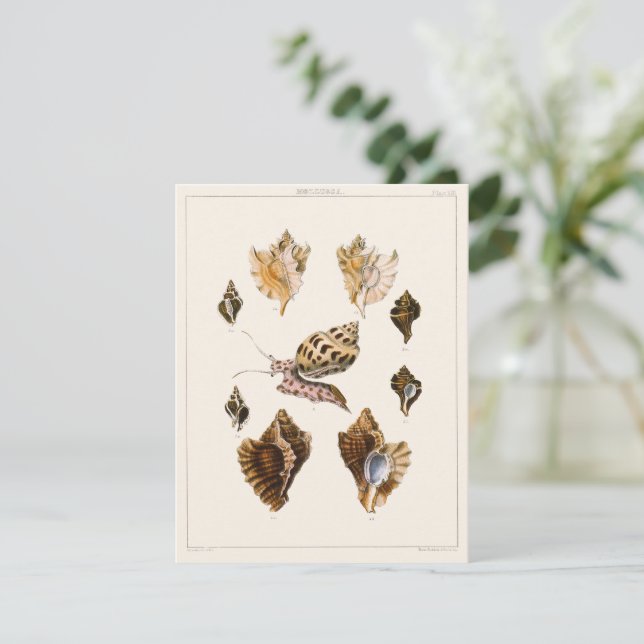 Moluscos y caracoles vintage, organismos marinos (Anverso de pie)