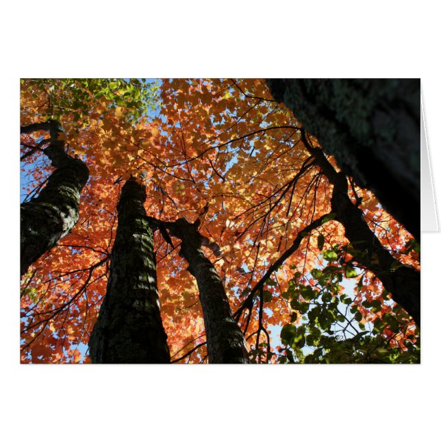 Momento de caída de Zen (Anverso (Horizontal))