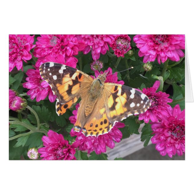 Momento de mariposa (Anverso (Horizontal))