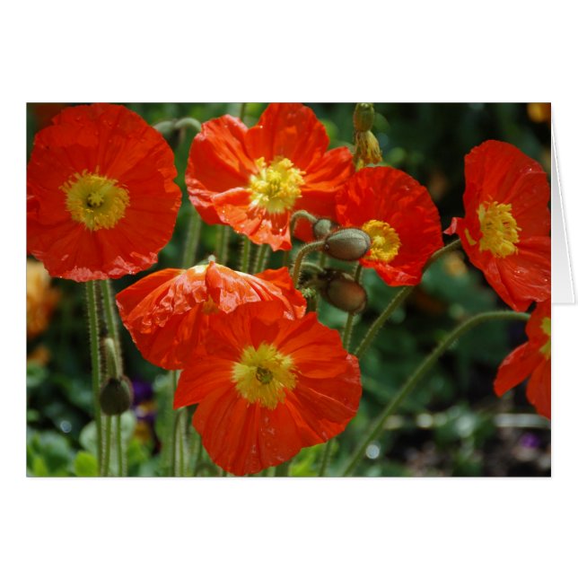 Mon Ame (Anverso (Horizontal))