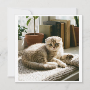 Mona Invitación de gato Scottish Fold Adorable Ama