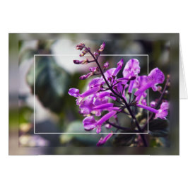 Mona Lavender Blossom