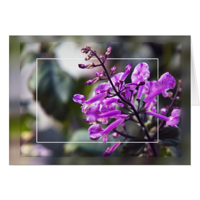 Mona Lavender Blossom (Anverso (Horizontal))