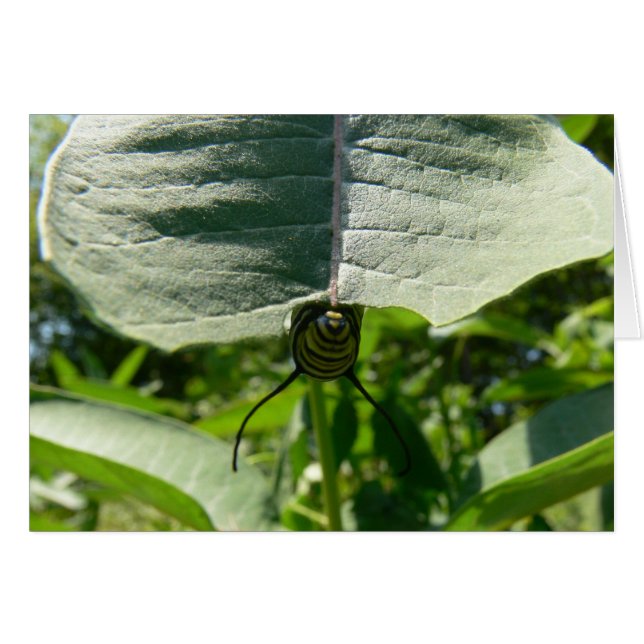 Monarca Caterpillar en Milkweed (Anverso (Horizontal))