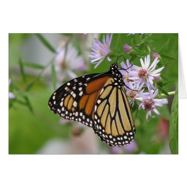 Monarca con tarjeta Aster (Anverso (Horizontal))