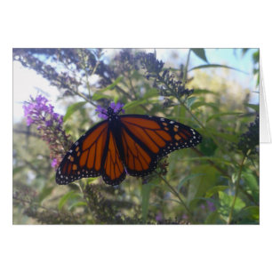 Monarca de la mariposa Bush
