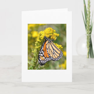 Monarca en Goldenrod - Tarjeta de saludo en blanco