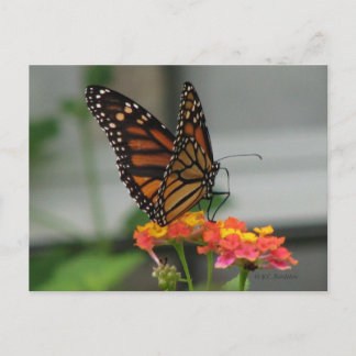 Monarca en la postal de Lantana