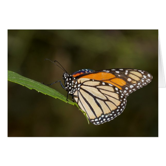 Monarca encaramado sobre una hoja (Anverso (Horizontal))