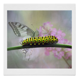 Monarca Mariposa Caterpillar Poster Glosófico