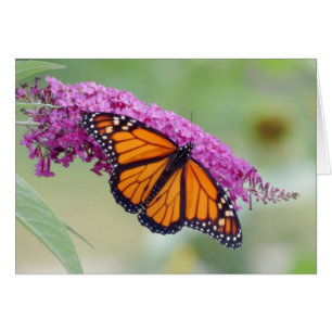 Monarca masculina sobre mariposa Bush