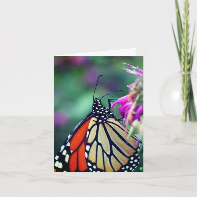 Monarch Butterfly Nature Photography  (Anverso)