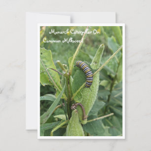 Monarch Caterpillar En La Postales De Las Algas Lá
