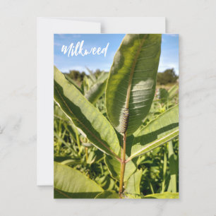 Monarch Caterpillar En La Postales De Milkweed