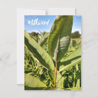 Monarch Caterpillar En La Postales De Milkweed