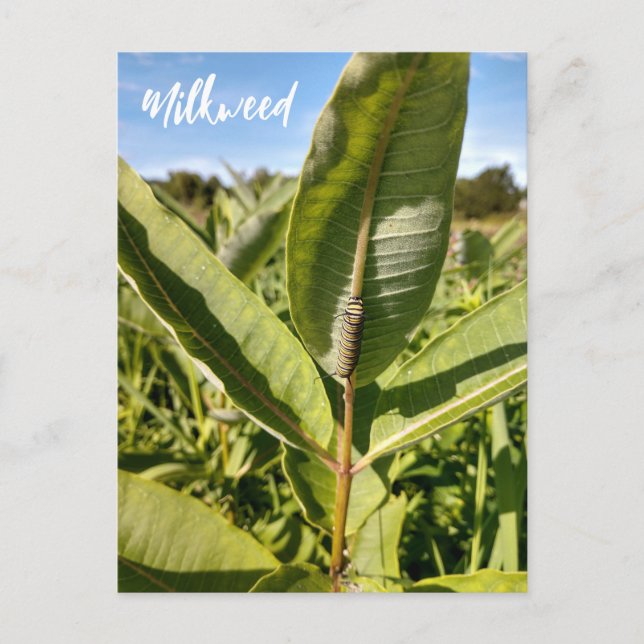 Monarch Caterpillar En La Postales De Milkweed (Anverso)