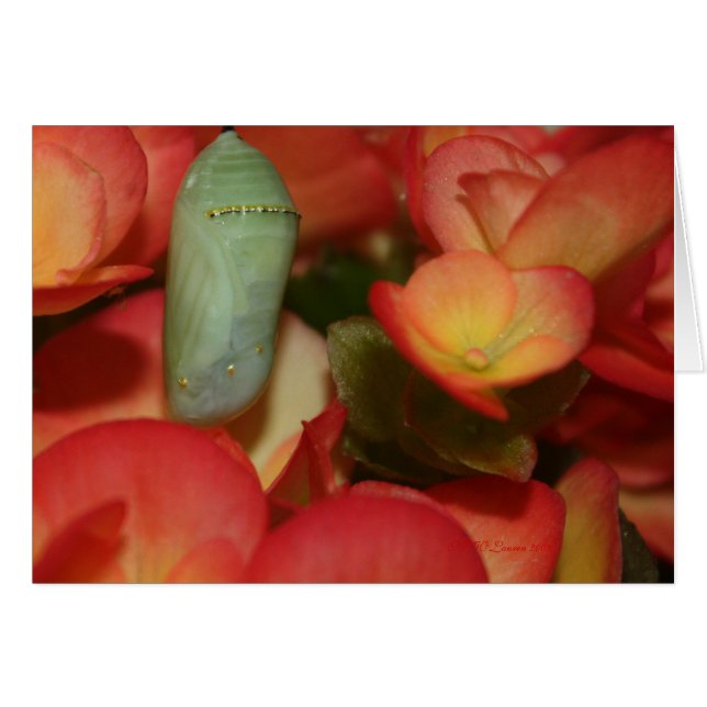 Monarch Chrysalis (Anverso (Horizontal))