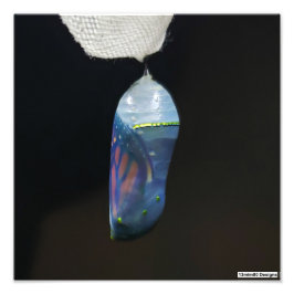 Monarch Chrysalis 2022 - Impresión fotográfica