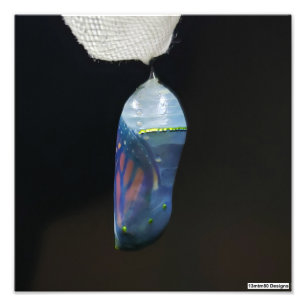 Monarch Chrysalis 2022 - Impresión fotográfica