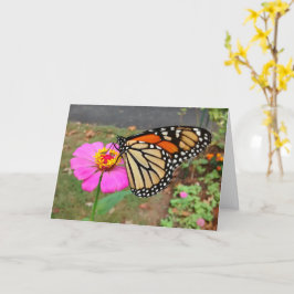 Monarch Sipping Pink Zinnia, tarjeta en blanco