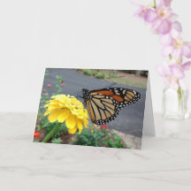 Monarch Sipping Yellow Zinnia, tarjeta en blanco