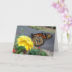 Monarch Sipping Yellow Zinnia, tarjeta en blanco