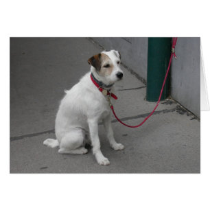 Mongrel blanco dulce