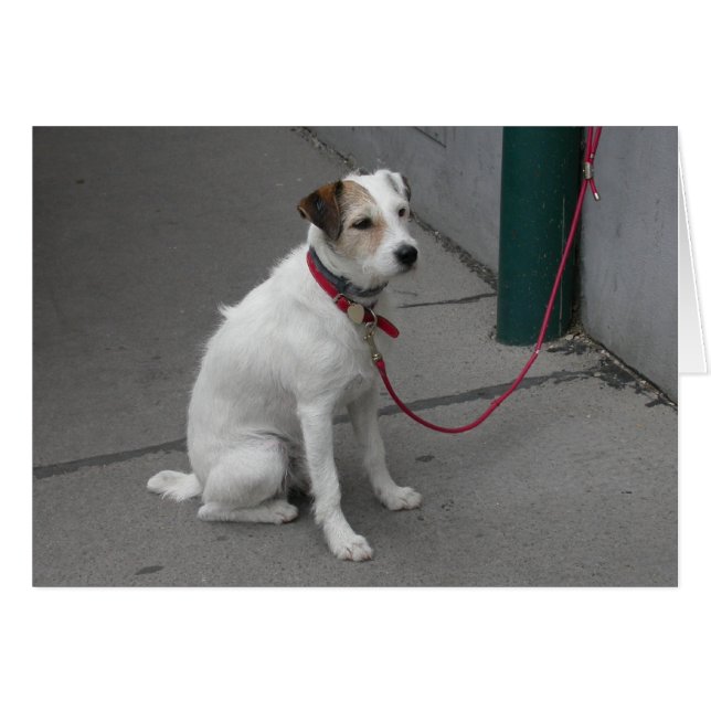 Mongrel blanco dulce (Anverso (Horizontal))